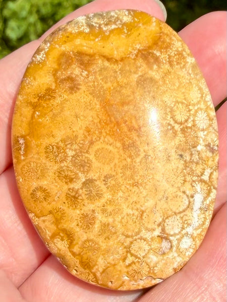 Fossil Coral Palm Stone