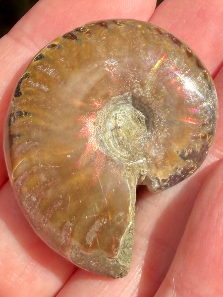 Ammonite Fossil from Madagascar - Cretaceous Period