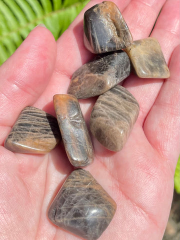 Black Moonstone Tumbled Stones - Morganna’s Treasures 