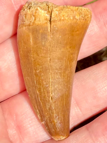 Fossil Mosasaur Tooth