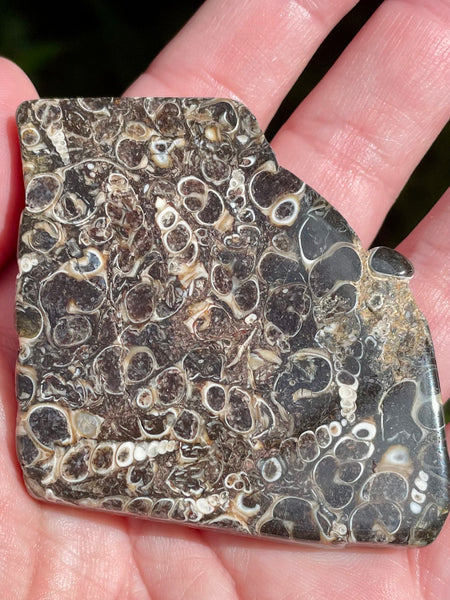 Fossil Turritella Palm Stone - Morganna’s Treasures