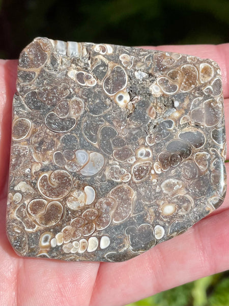 Fossil Turritella Palm Stone - Morganna’s Treasures