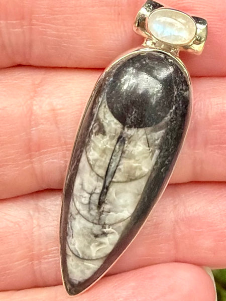 Gorgeous Orthoceras Fossil and Rainbow Moonstone Pendant - Morganna’s Treasures