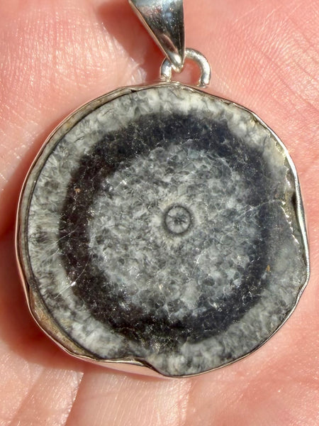 Black Horn Coral Pendant