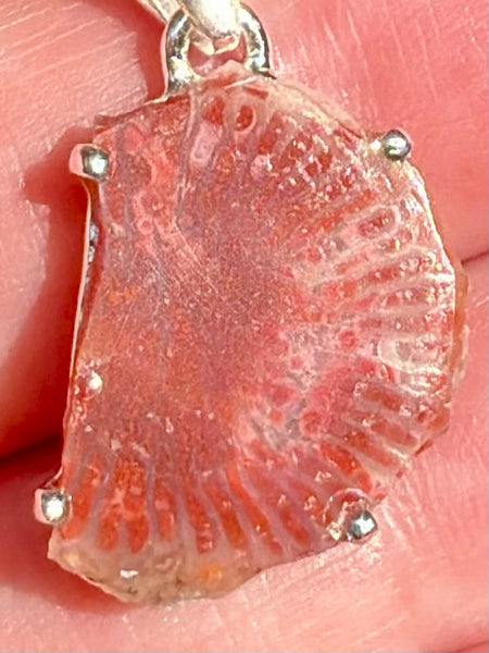Red Horn Coral Slice Pendant