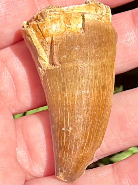 Fossil Mosasaur Tooth
