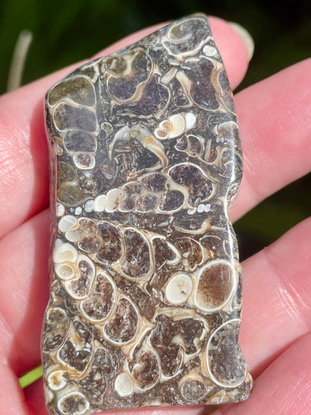 Fossil Turritella Palm Stone - Morganna’s Treasures