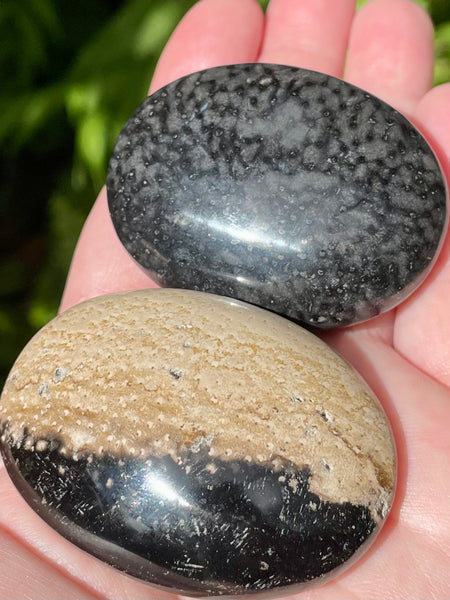 Protective Petrified Palm Wood Palm Stone - Morganna’s Treasures