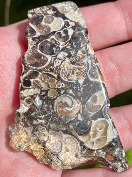 Fossil Turritella Palm Stone - Morganna’s Treasures