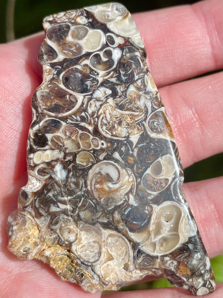 Fossil Turritella Palm Stone - Morganna’s Treasures