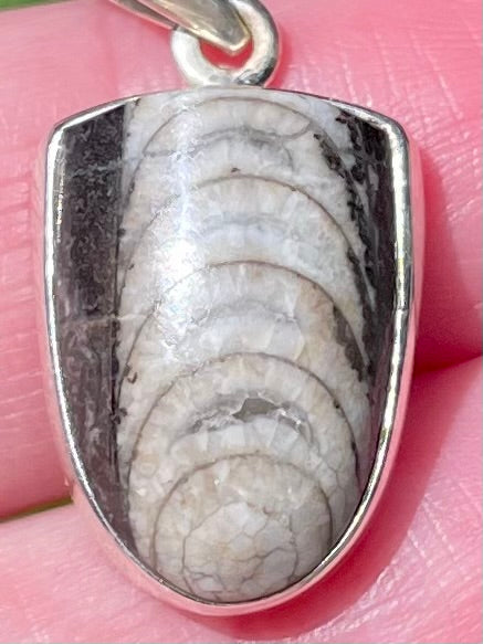 Orthoceras Pendant - Morganna’s Treasures