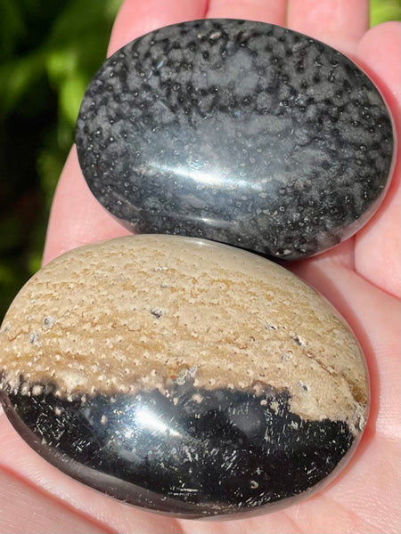 Protective Petrified Palm Wood Palm Stone - Morganna’s Treasures