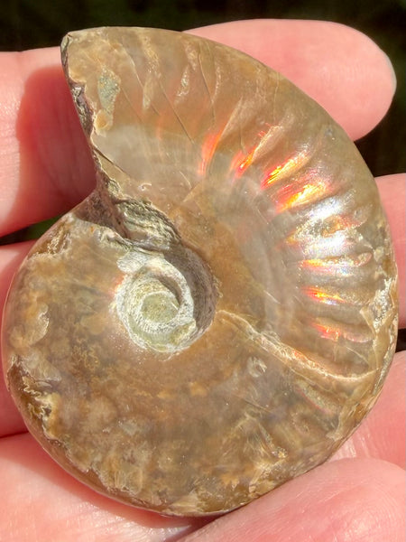 Ammonite Fossil from Madagascar - Cretaceous Period