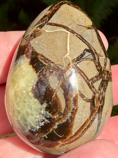 Septarian (Dragon Stone) Egg - Morganna’s Treasures