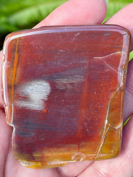 Petrified Wood Palm Stone - Morganna’s Treasures 