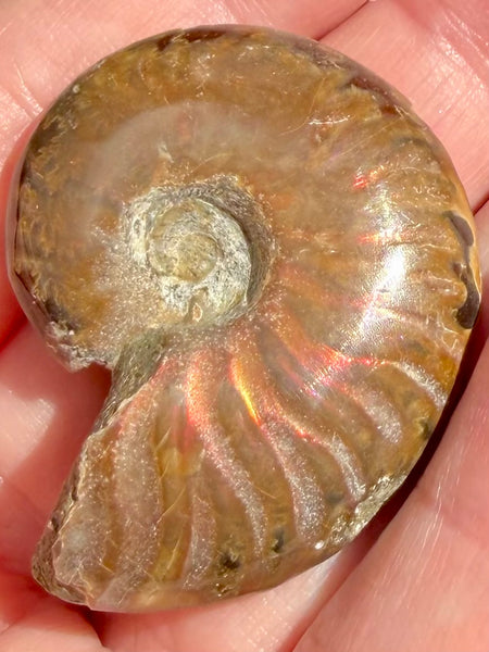 Ammonite Fossil from Madagascar - Cretaceous Period