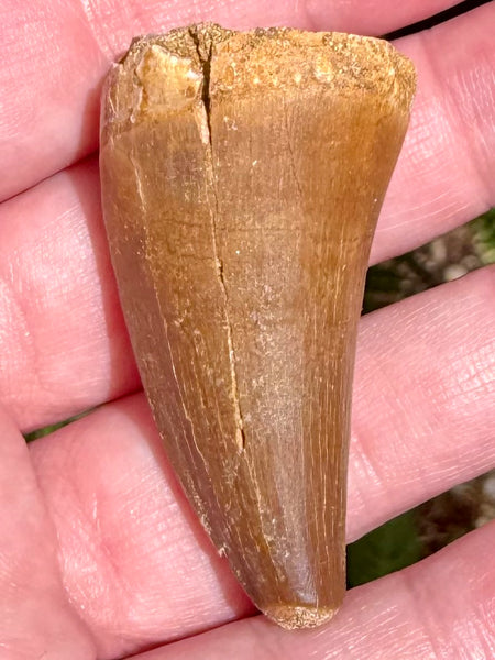 Fossil Mosasaur Tooth