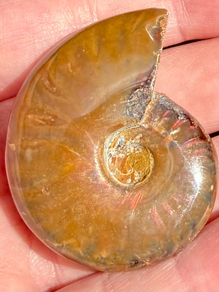 Ammonite Fossil from Madagascar - Cretaceous Period