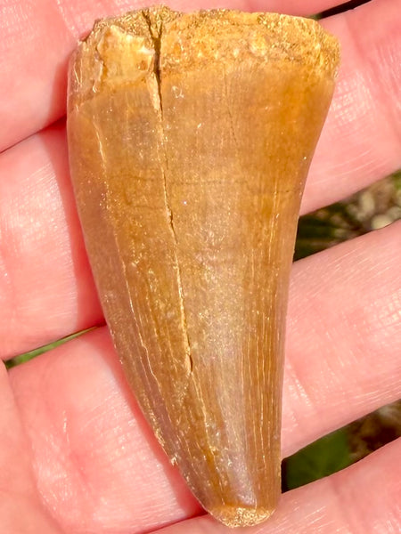 Fossil Mosasaur Tooth