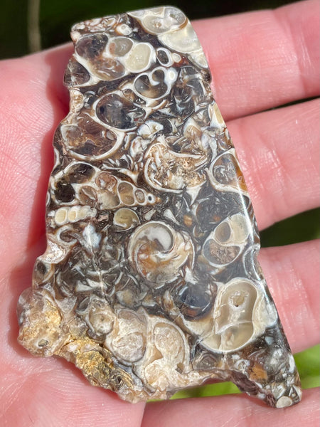 Fossil Turritella Palm Stone - Morganna’s Treasures