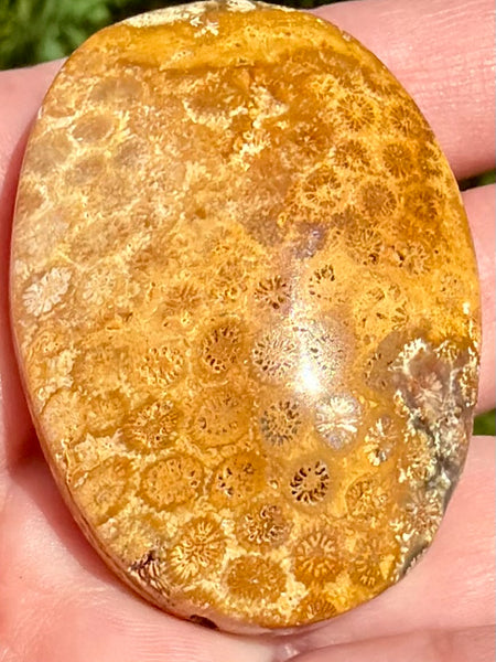 Fossil Coral Palm Stone