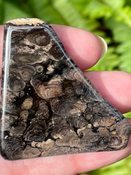 Fossil Algae Palm Stone - Morganna’s Treasures 