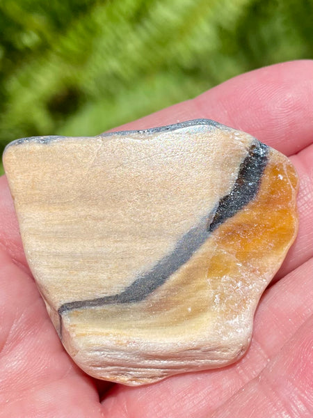 Fossil Opalized Wood from Nevada - Morganna’s Treasures 