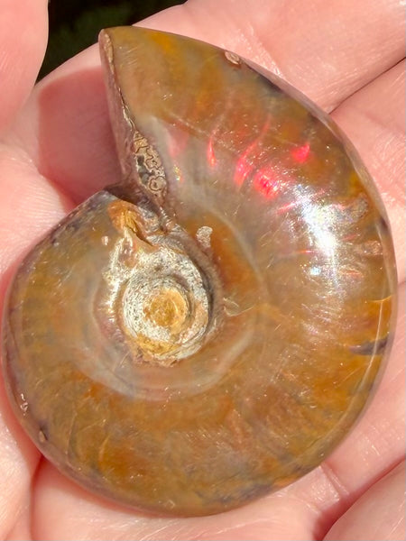 Ammonite Fossil from Madagascar - Cretaceous Period