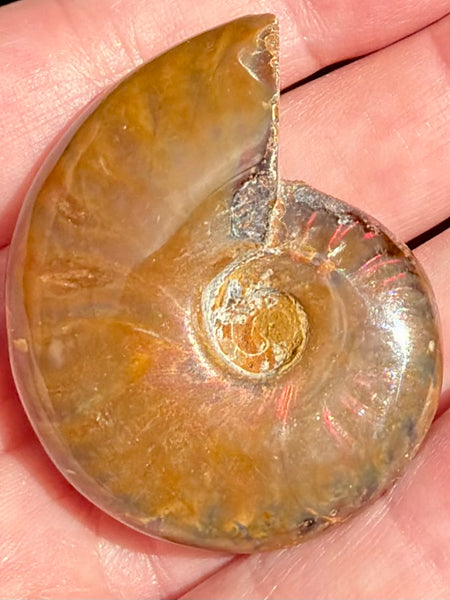 Ammonite Fossil from Madagascar - Cretaceous Period