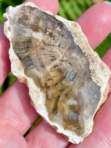 Petrified Wood Palm Stone - Morganna’s Treasures 