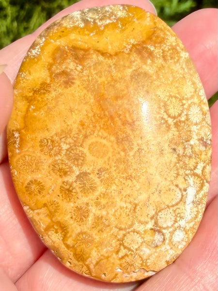 Fossil Coral Palm Stone