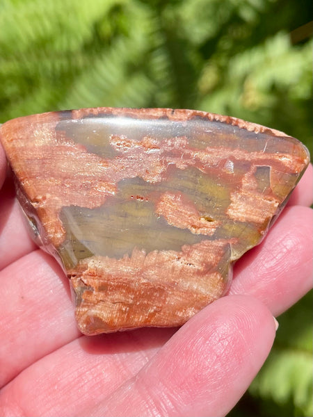 Petrified Wood Palm Stone from Arizona - Morganna’s Treasures 