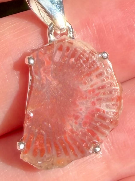 Red Horn Coral Slice Pendant