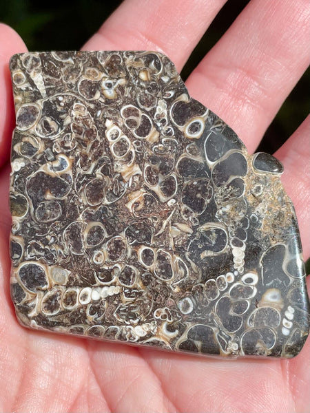 Fossil Turritella Palm Stone - Morganna’s Treasures