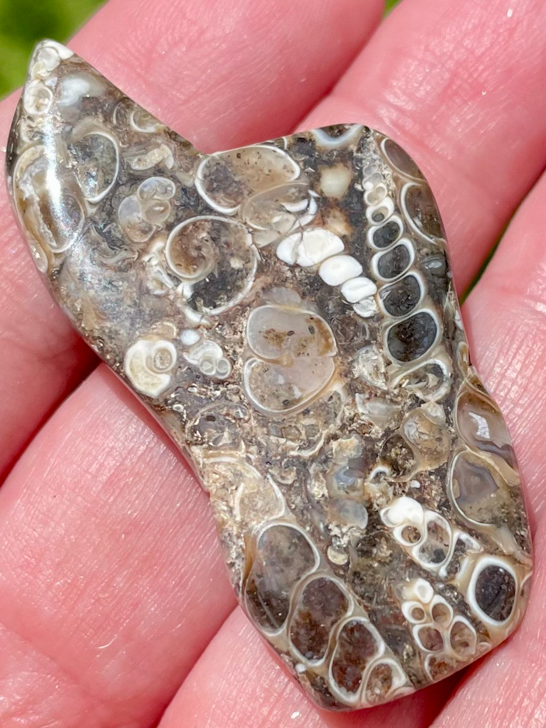 Fossil Turritella Palm Stone - Morganna’s Treasures 