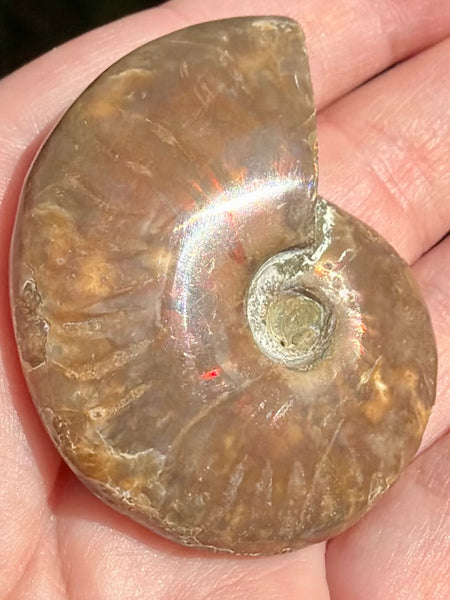 Ammonite Fossil from Madagascar - Cretaceous Period