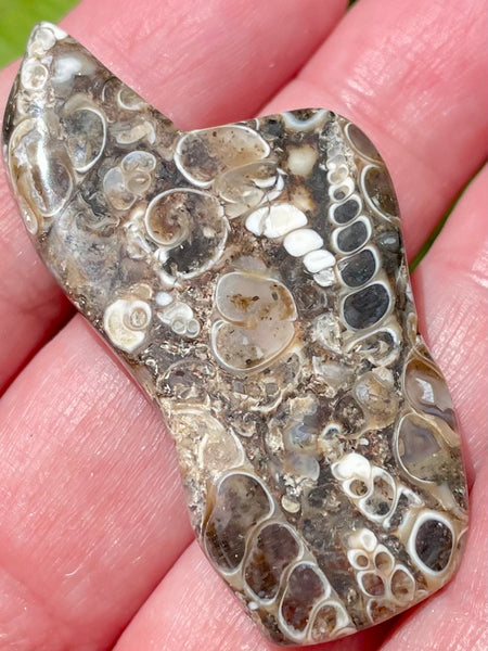 Fossil Turritella Palm Stone - Morganna’s Treasures 