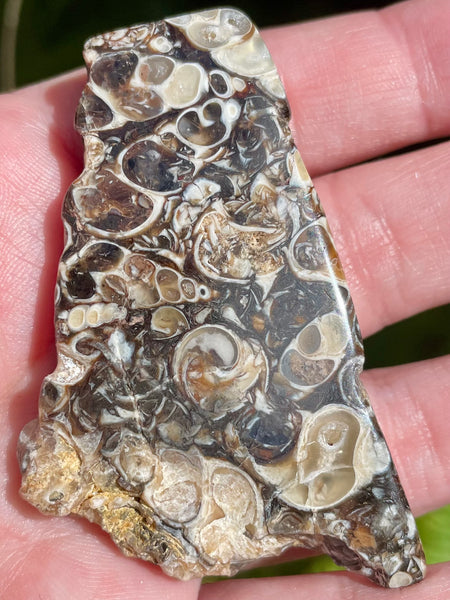 Fossil Turritella Palm Stone - Morganna’s Treasures