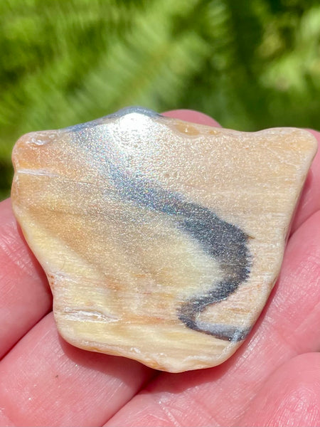 Fossil Opalized Wood from Nevada - Morganna’s Treasures 