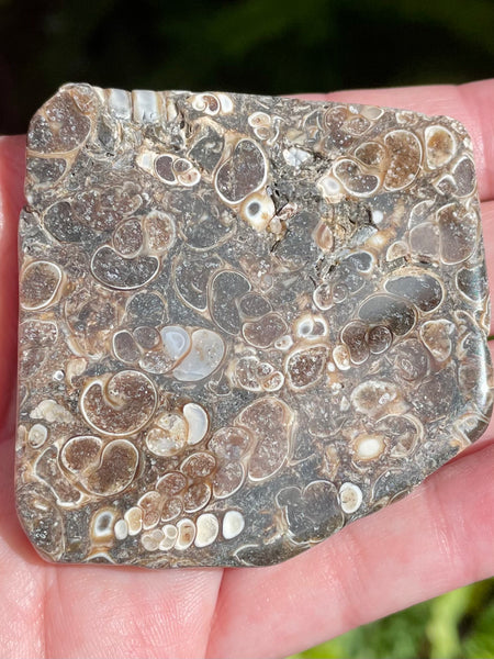 Fossil Turritella Palm Stone - Morganna’s Treasures
