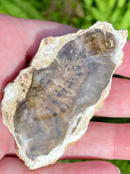 Petrified Wood Palm Stone - Morganna’s Treasures 