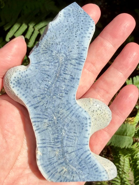 Blue Coral Slab