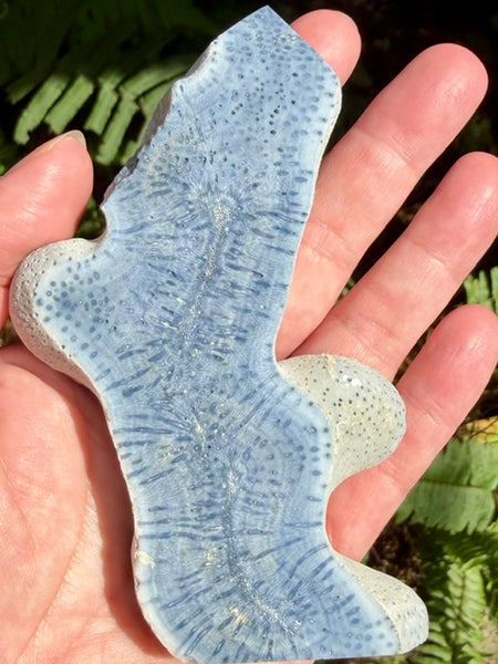 Blue Coral Slab