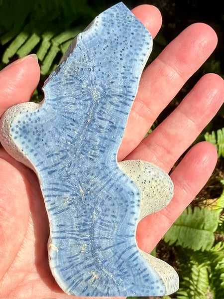Blue Coral Slab