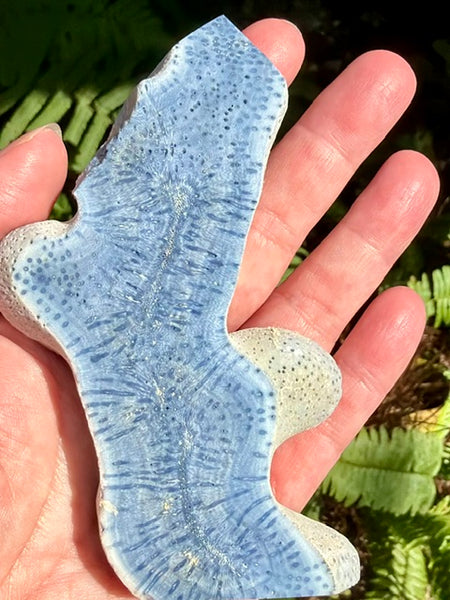 Blue Coral Slab