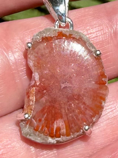 Red Horn Coral Slice Pendant - Morganna’s Treasures