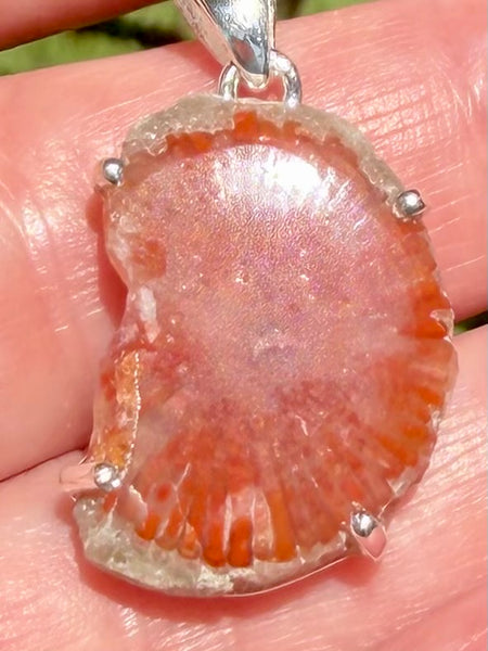 Red Horn Coral Slice Pendant - Morganna’s Treasures