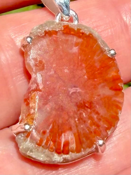 Red Horn Coral Slice Pendant - Morganna’s Treasures