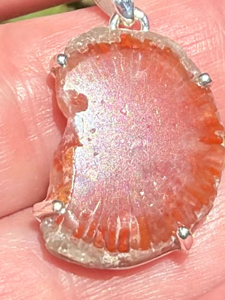 Red Horn Coral Slice Pendant - Morganna’s Treasures