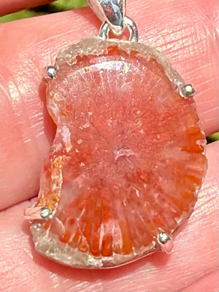 Red Horn Coral Slice Pendant - Morganna’s Treasures
